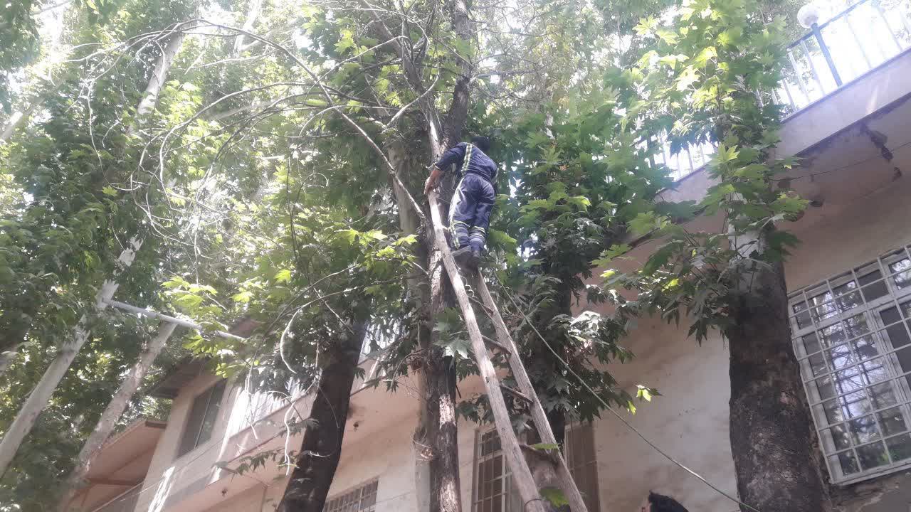 اخبار طرقبه