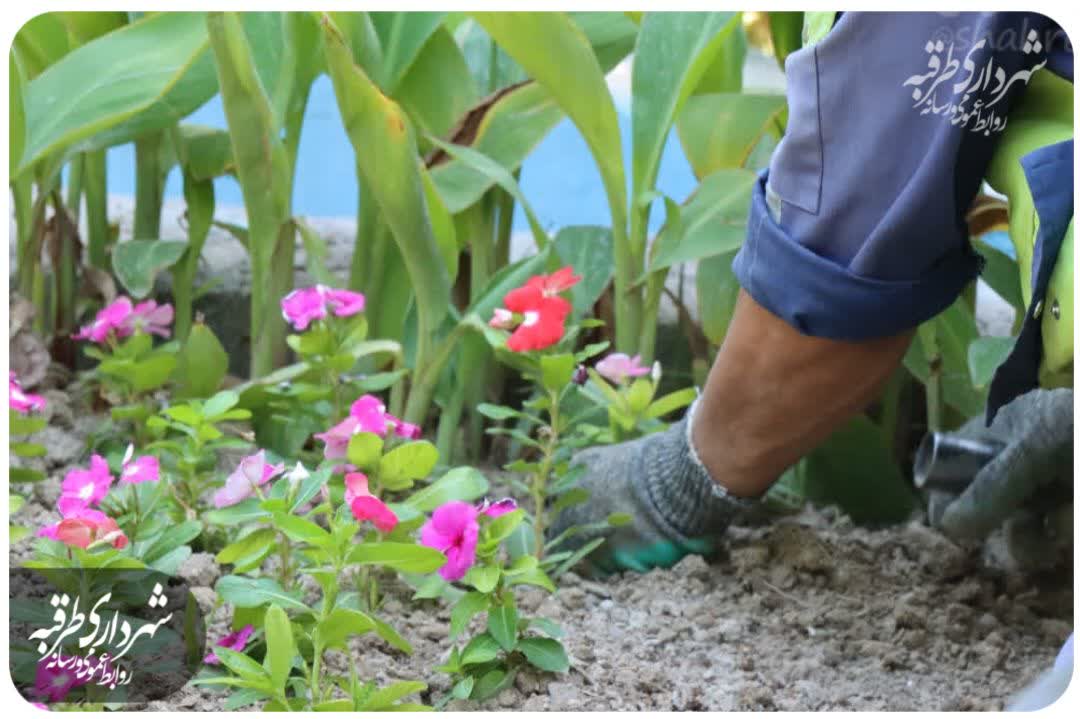 🌱شکوفایی شهر با دستان سبزبانان